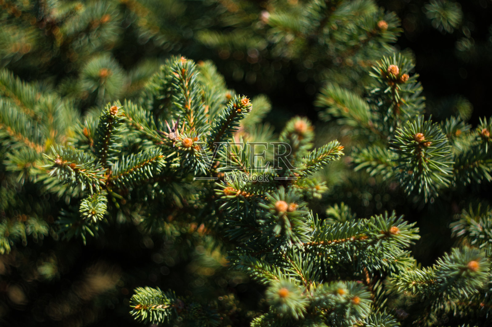 绿色蓬松的冷杉树早午餐近距离照片摄影图片