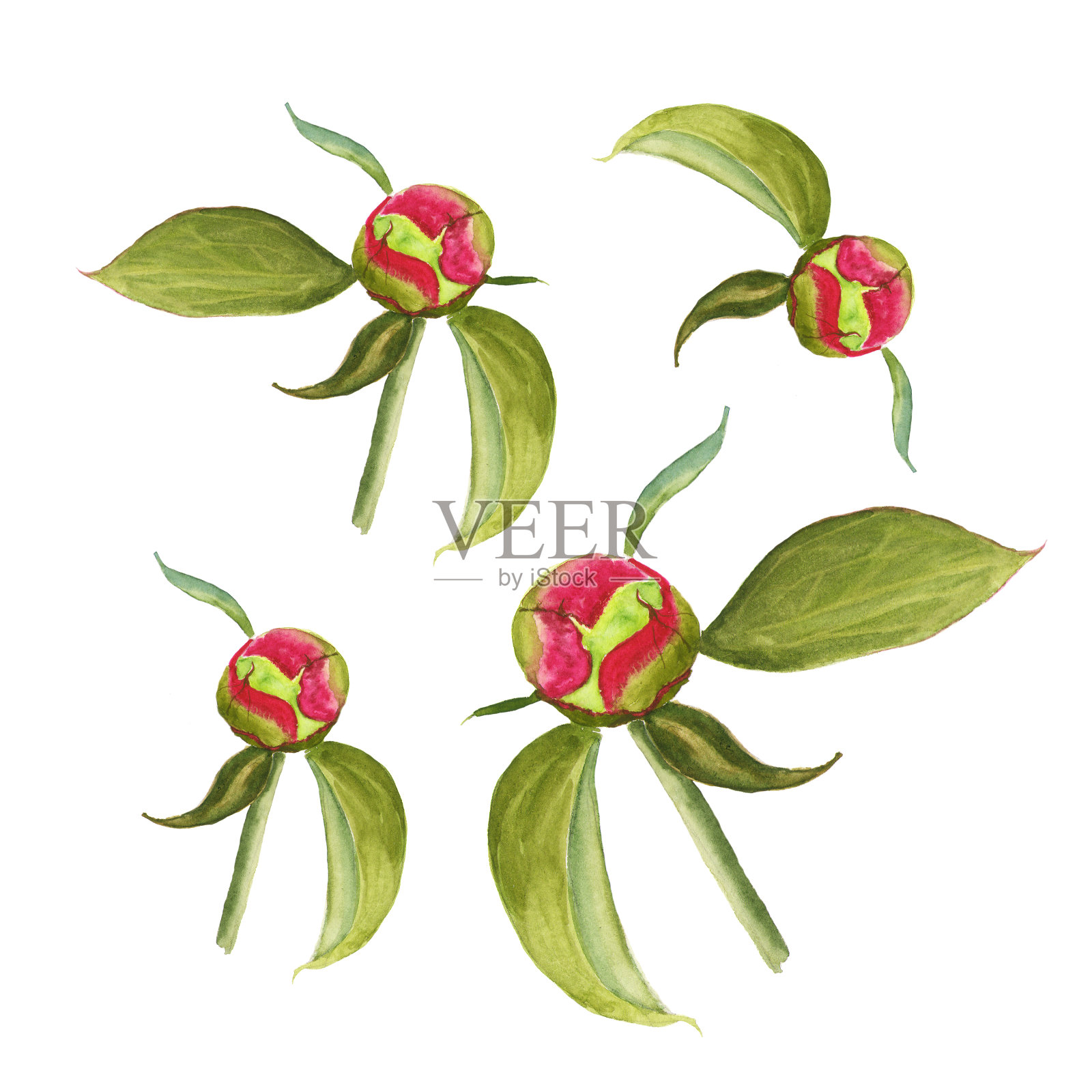 一套水彩粉色牡丹孤立设计插画图片素材