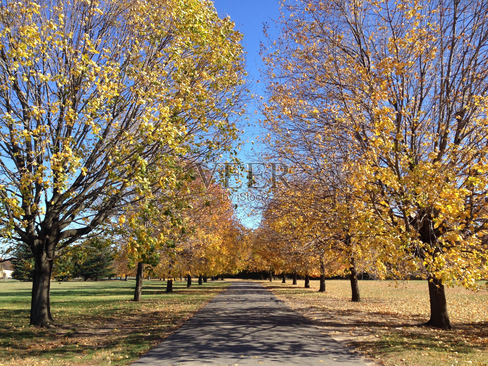 考姆塞特州立公园的秋叶照片摄影图片