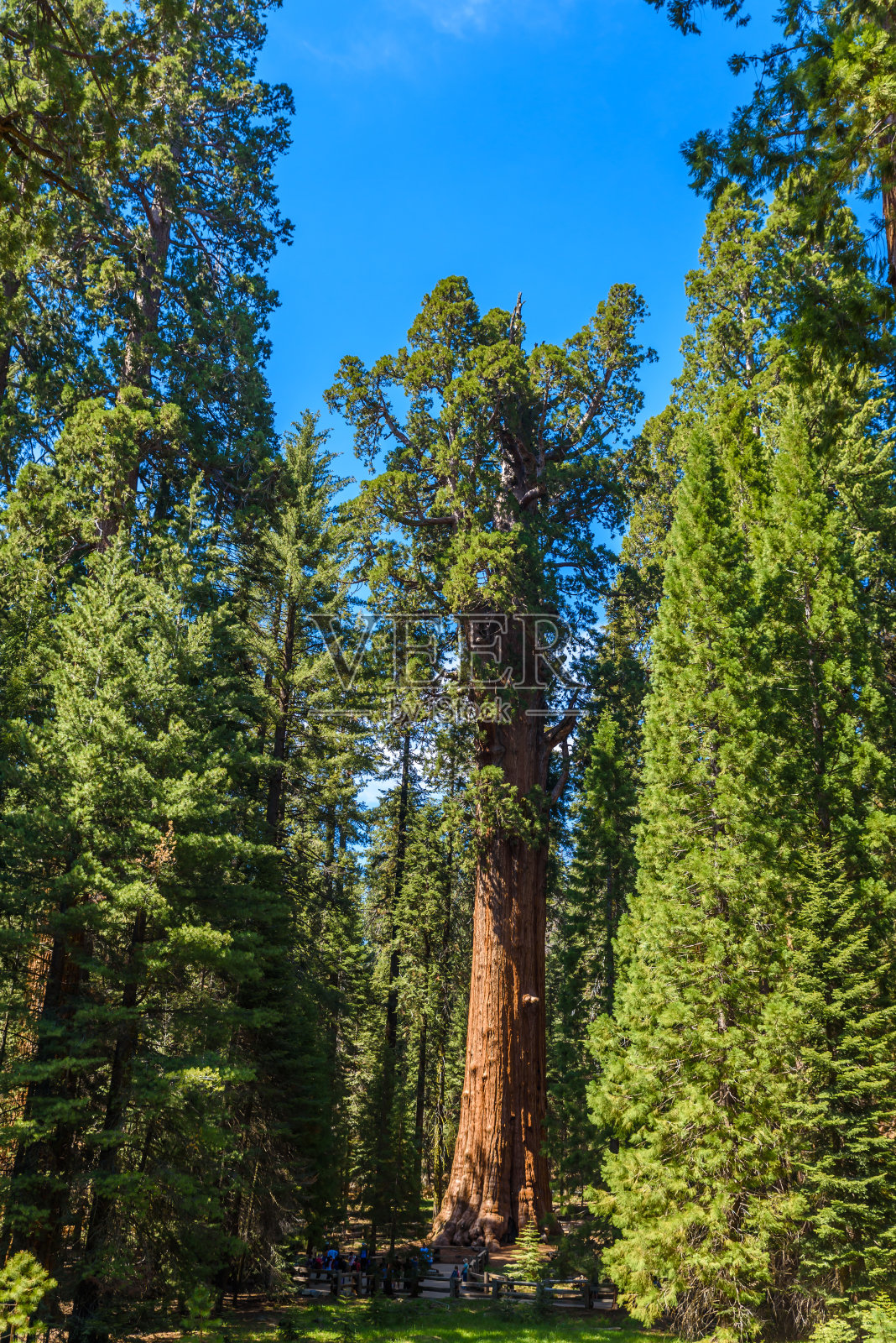 谢尔曼将军树——地球上最大的树，美国加州红杉国家公园的巨型红杉树照片摄影图片