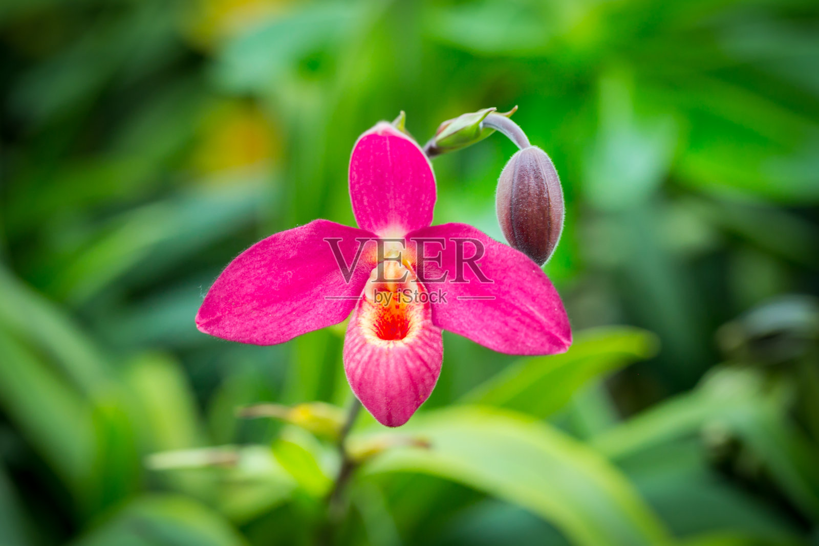 美丽的花朵照片摄影图片