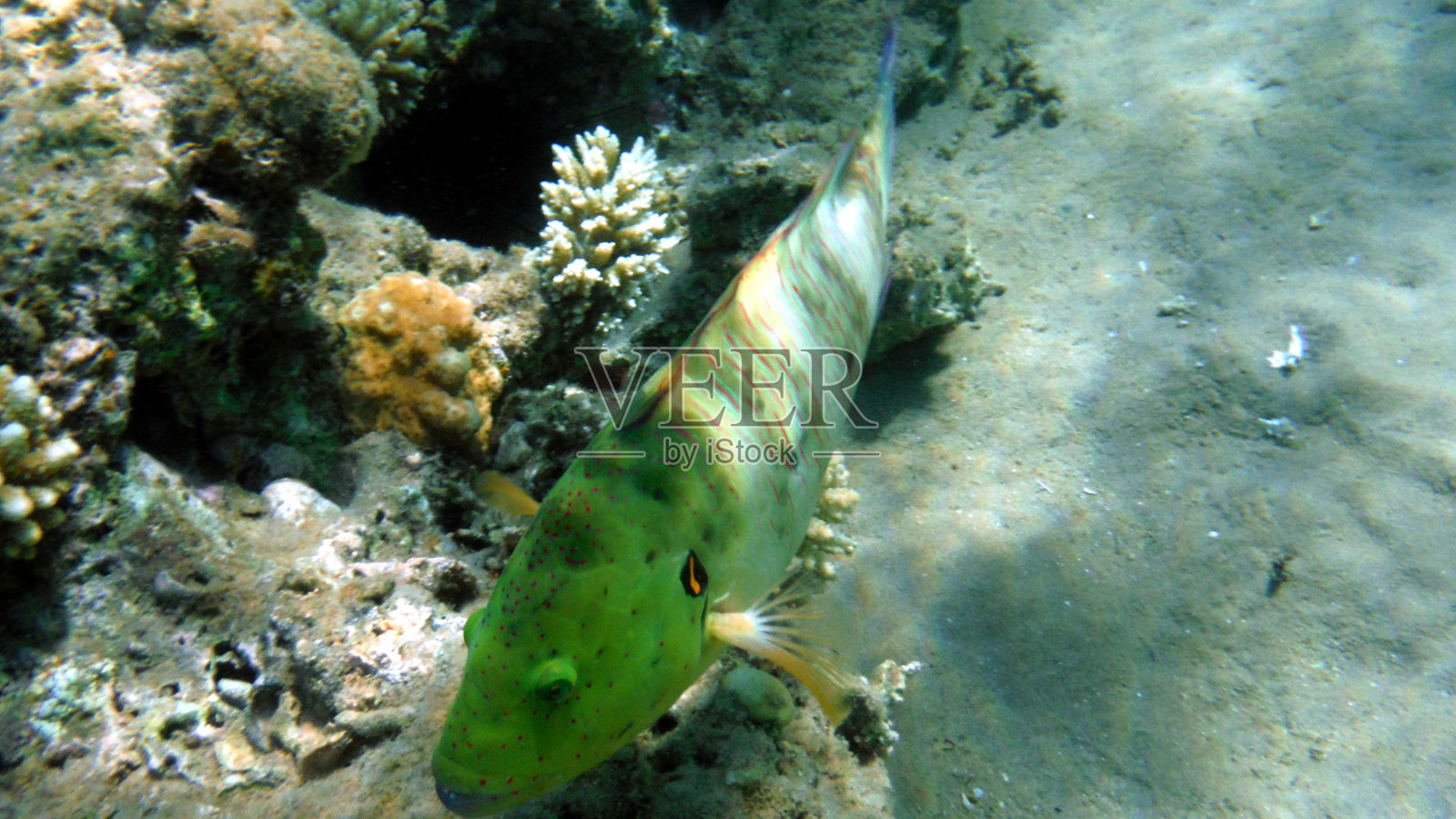 水下世界：珊瑚与彩色鱼类照片摄影图片