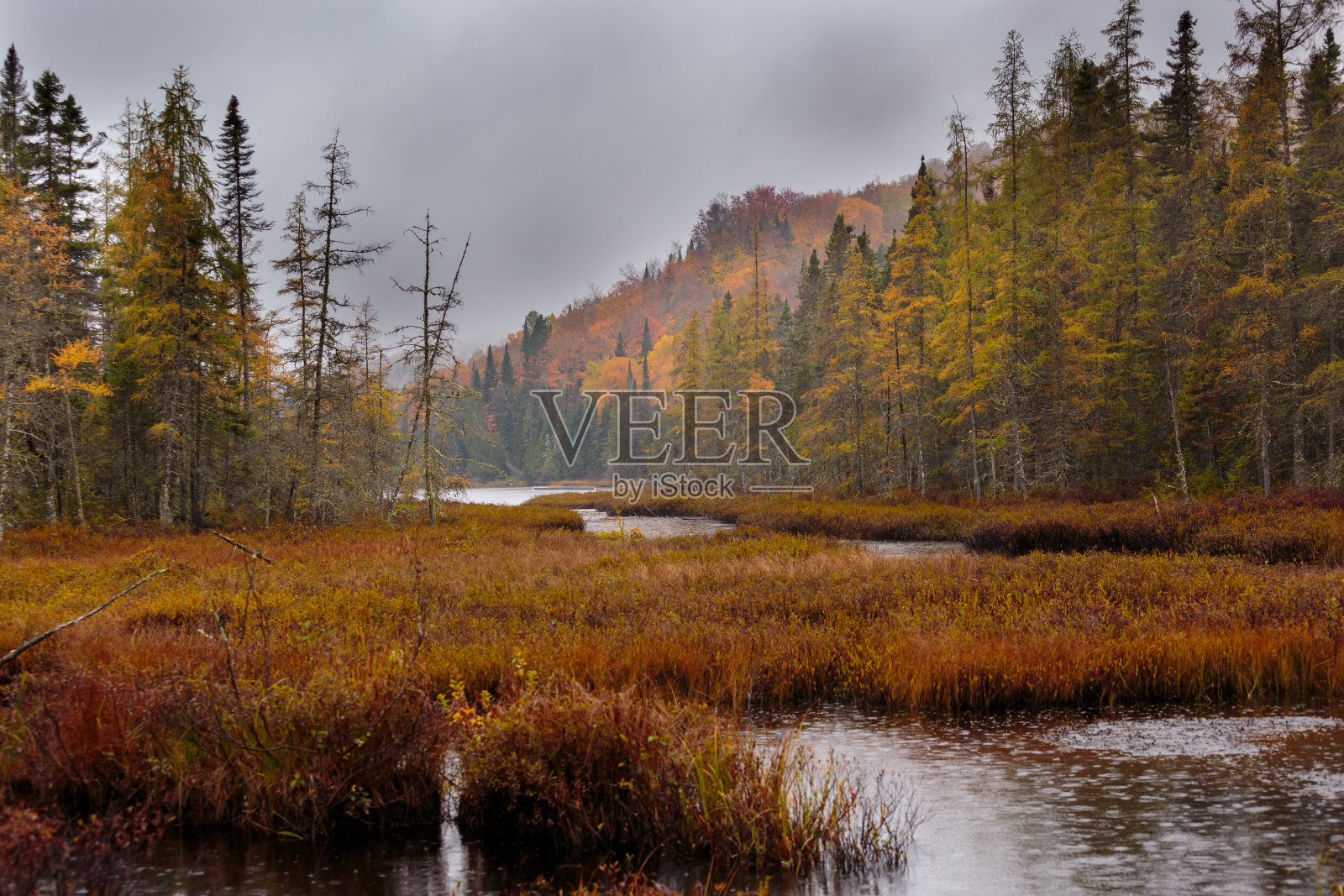 在加拿大北魁北克一个沉闷的日子里，秋叶飘落的风景。照片摄影图片