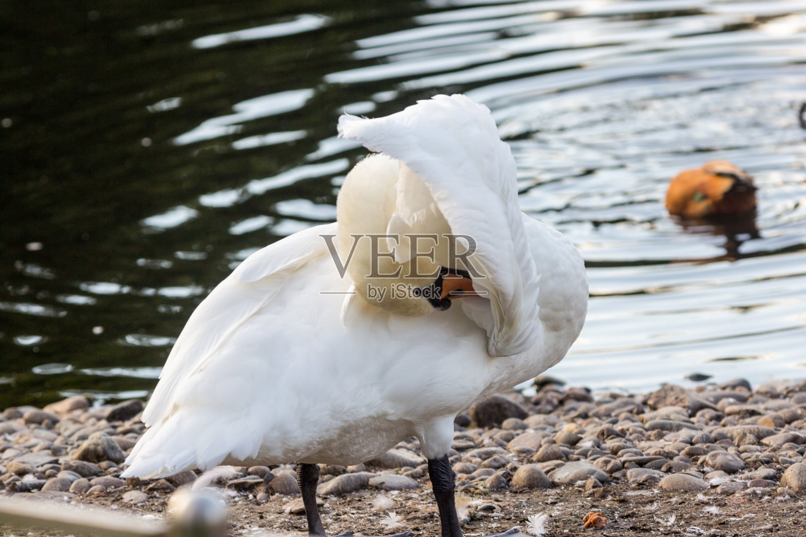 湖边有一只白天鹅照片摄影图片