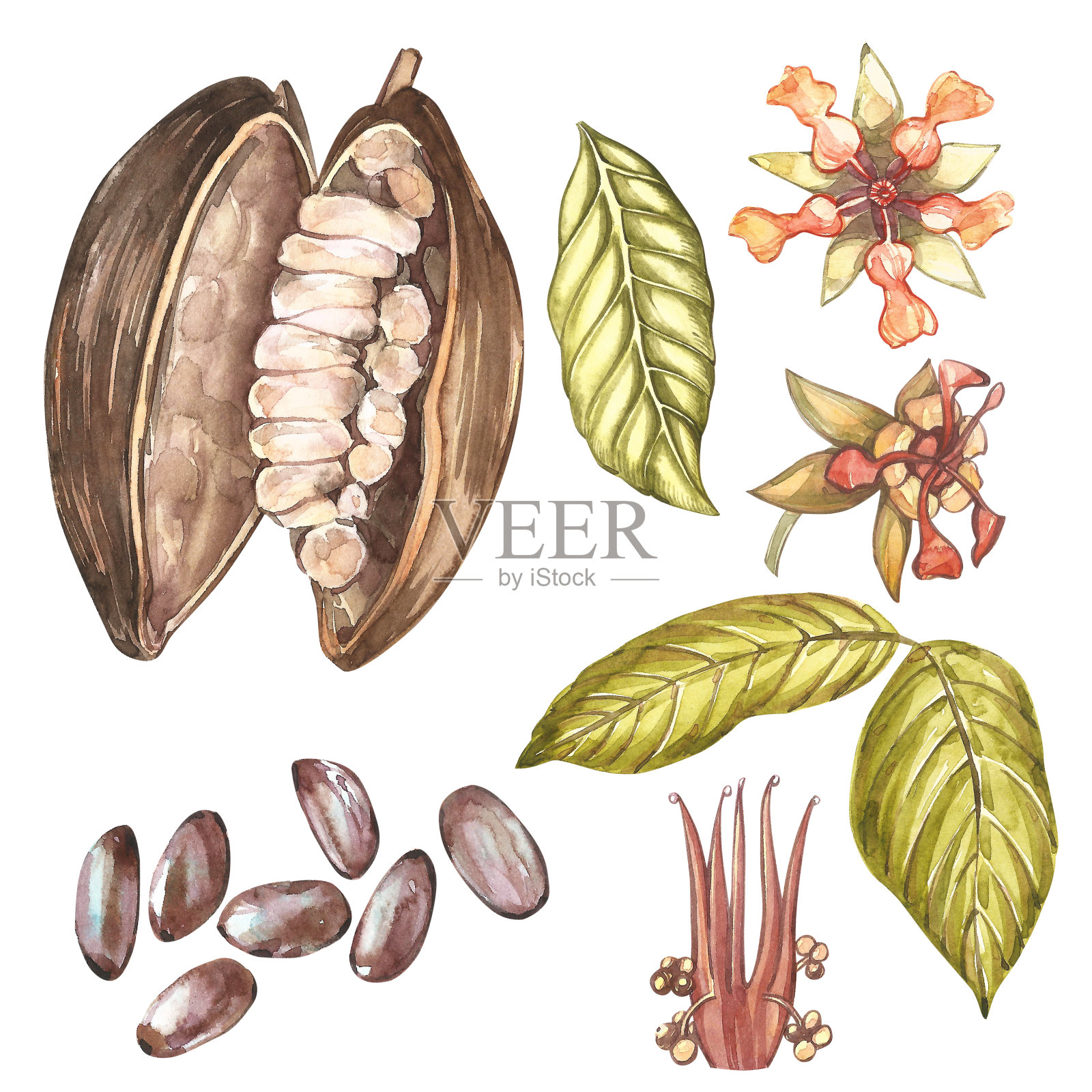 一套植物插图。水彩可可水果收集孤立在白色的背景。手绘奇异的可可植物插画图片素材