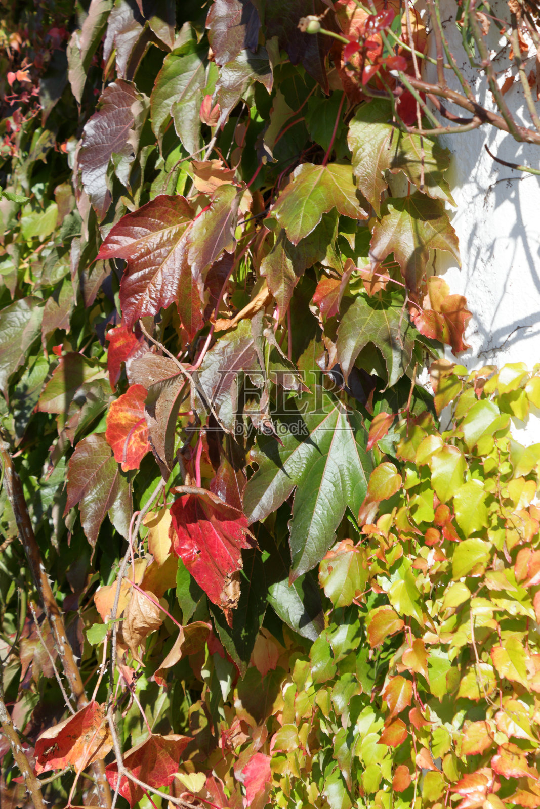 德国南部乡村的乡村小屋照片摄影图片