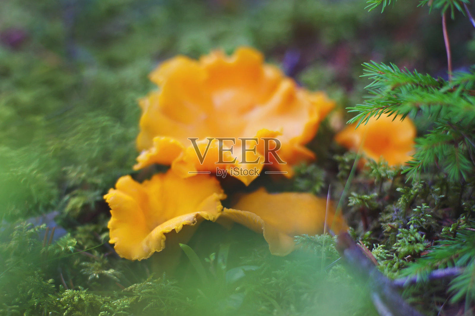 秋天的森林里，黄色的鸡油菌生长在绿色的苔藓上照片摄影图片