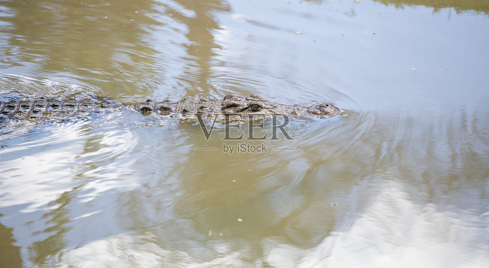 在非洲一条泥泞的河里，尼罗河鳄鱼正在吃一具动物尸体照片摄影图片