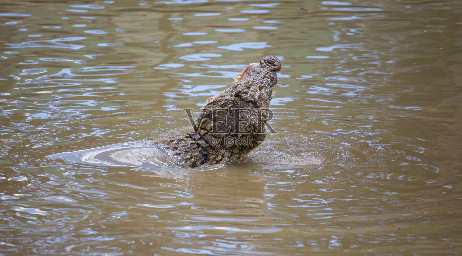 在浑浊的河流中，尼罗河鳄鱼正在捕食一只死去的动物。照片摄影图片