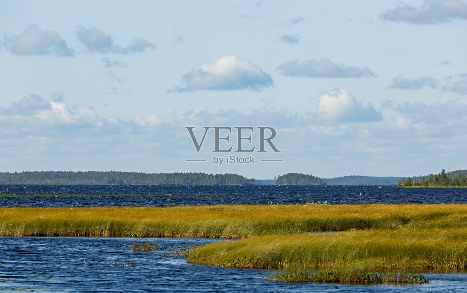 平滑的湖面上有植被照片摄影图片