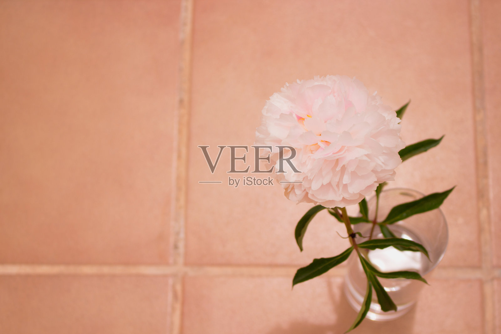 牡丹。照片摄影图片