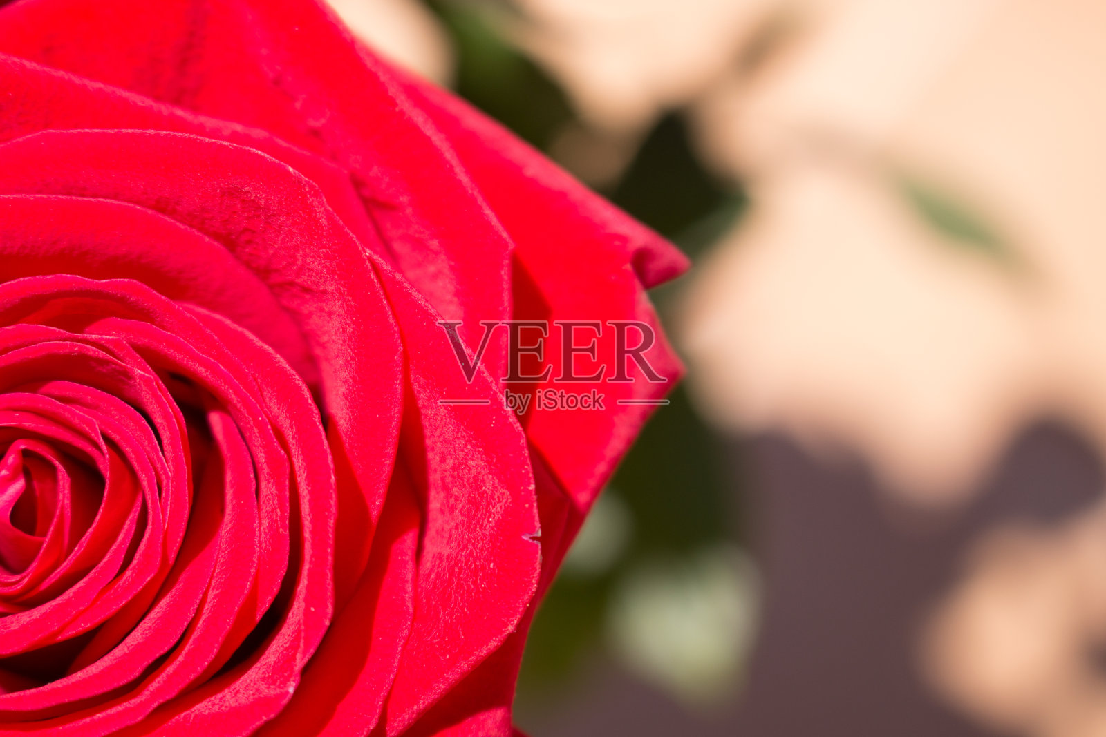 玫瑰。照片摄影图片