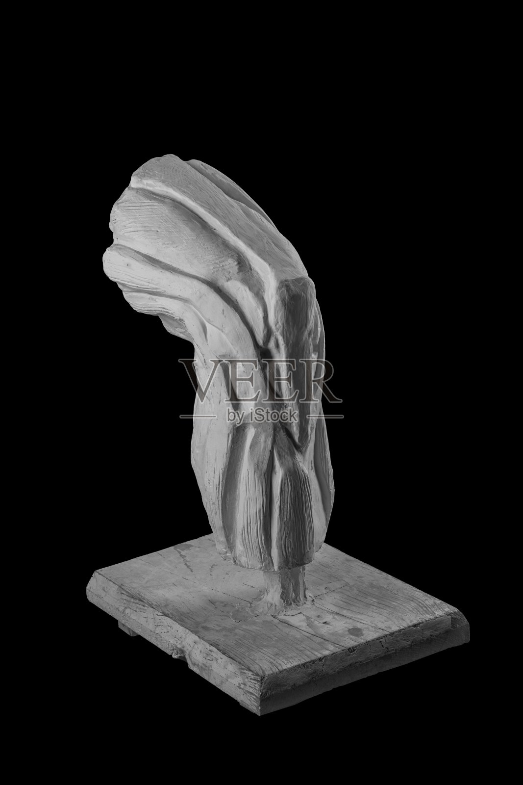 一个有着解剖性腿部肌肉的人的石膏雕像。照片摄影图片