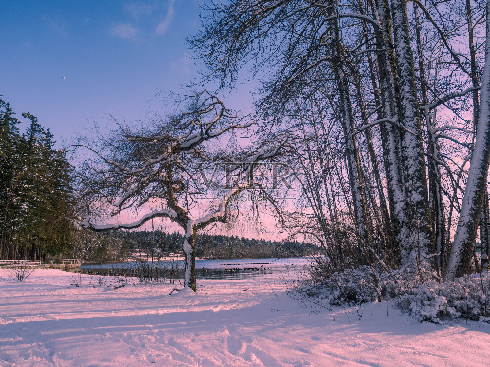 冬天在湖岸照片摄影图片