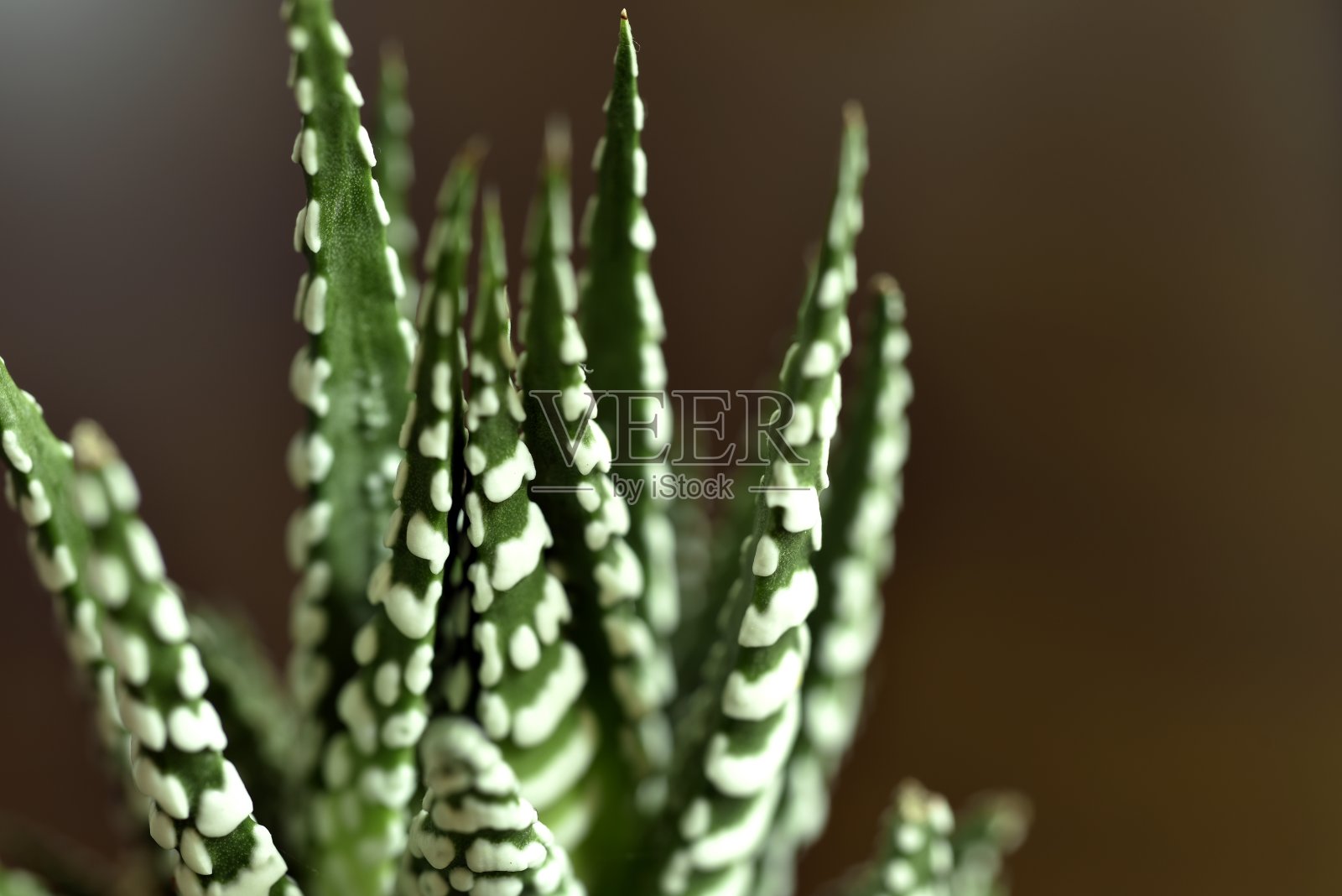 哈沃希亚家的特写照片摄影图片