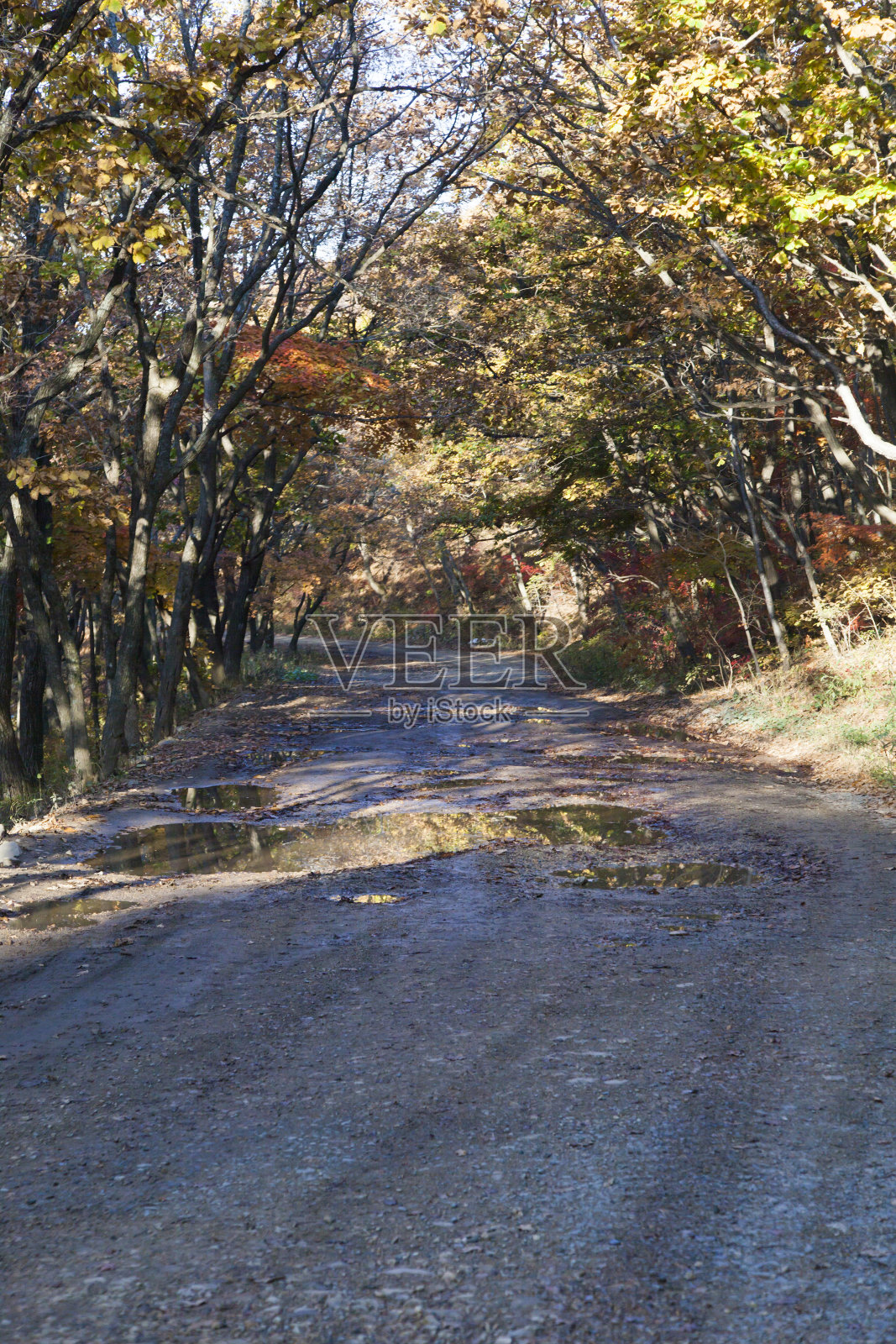 落在树林里照片摄影图片