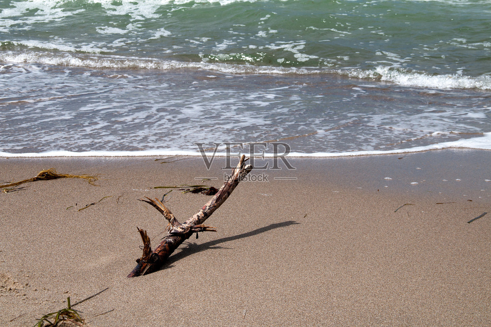 "在沙滩上的树枝"照片摄影图片