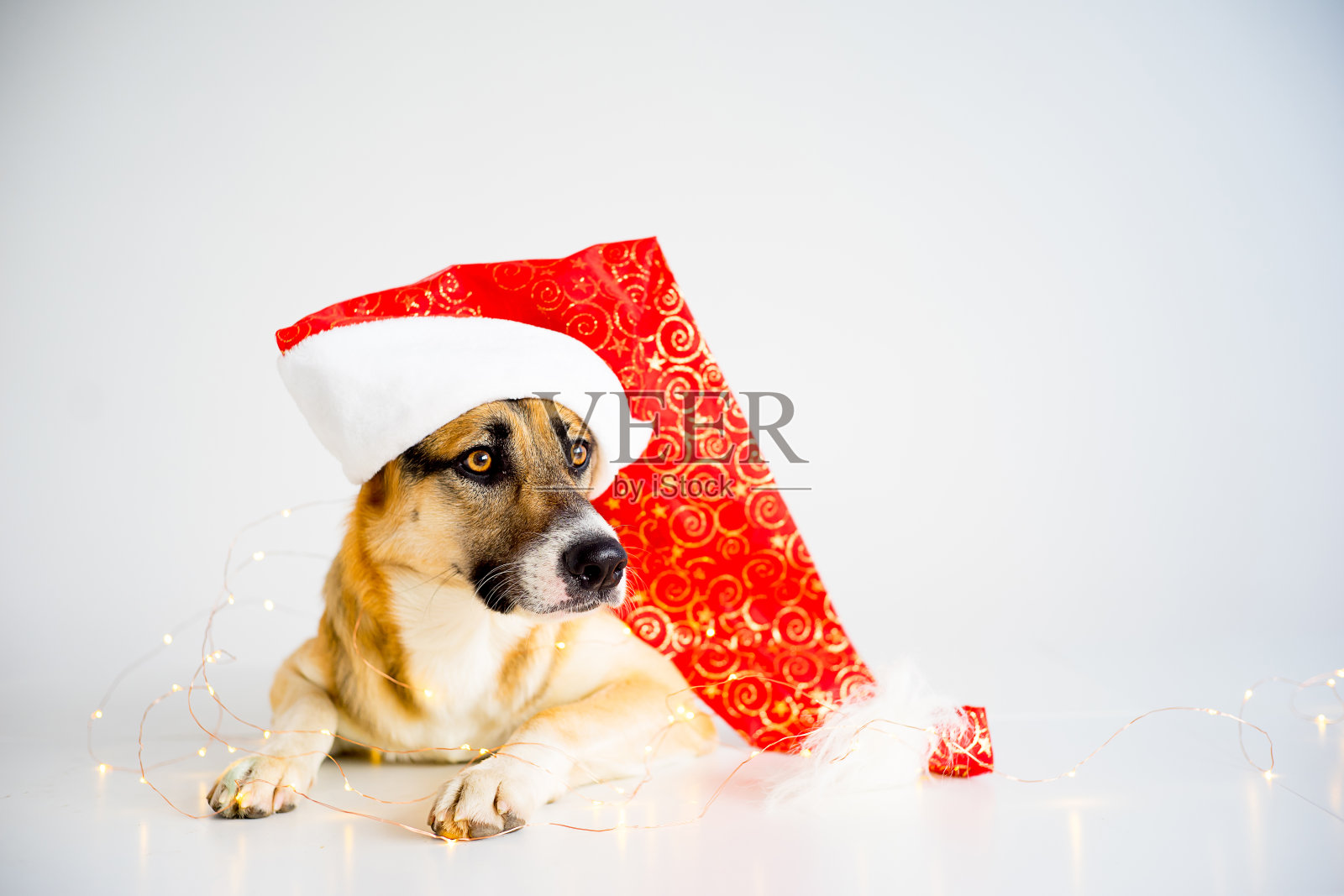 有狗的圣诞节照片摄影图片