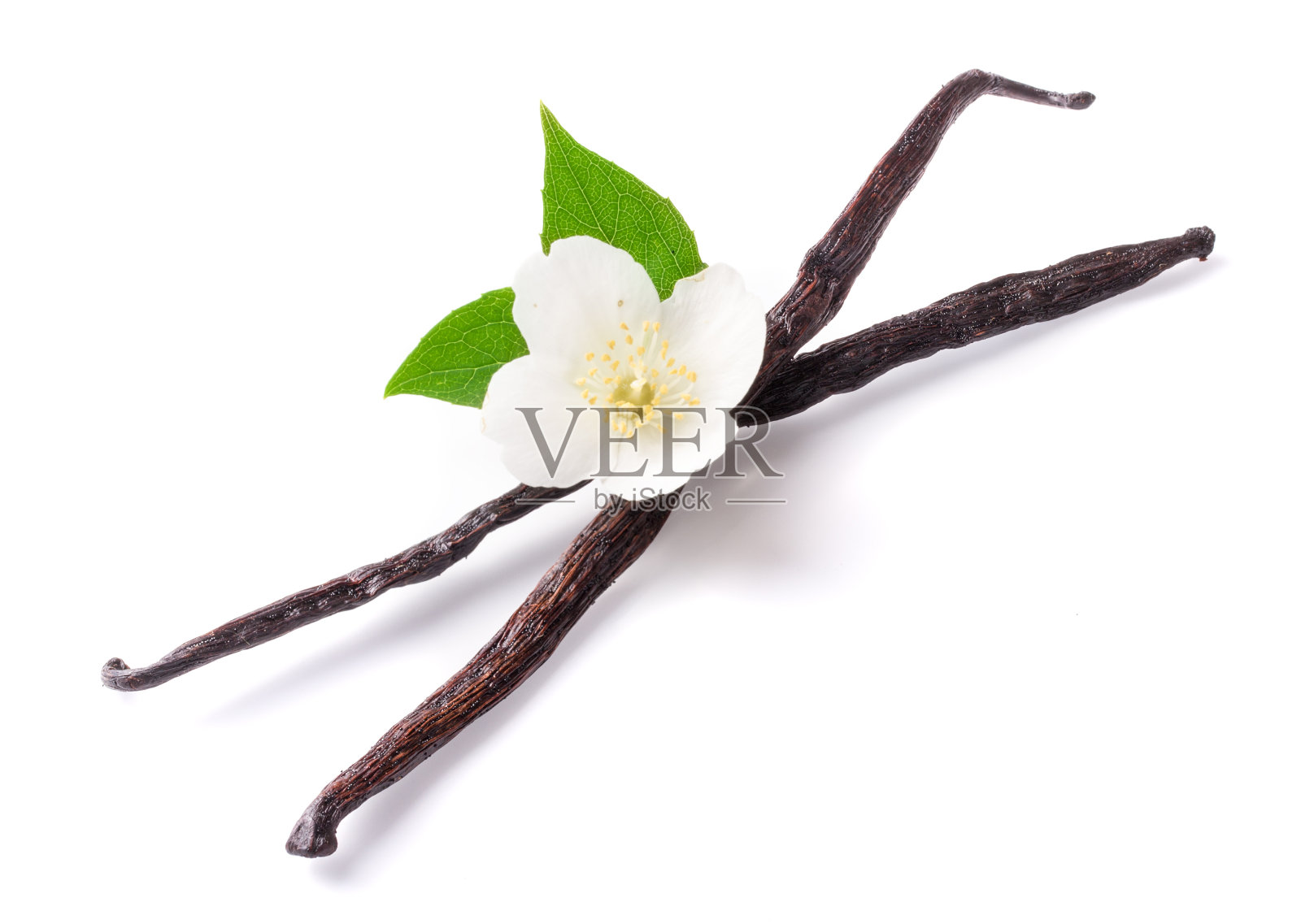 香草枝与花和叶孤立在白色背景照片摄影图片