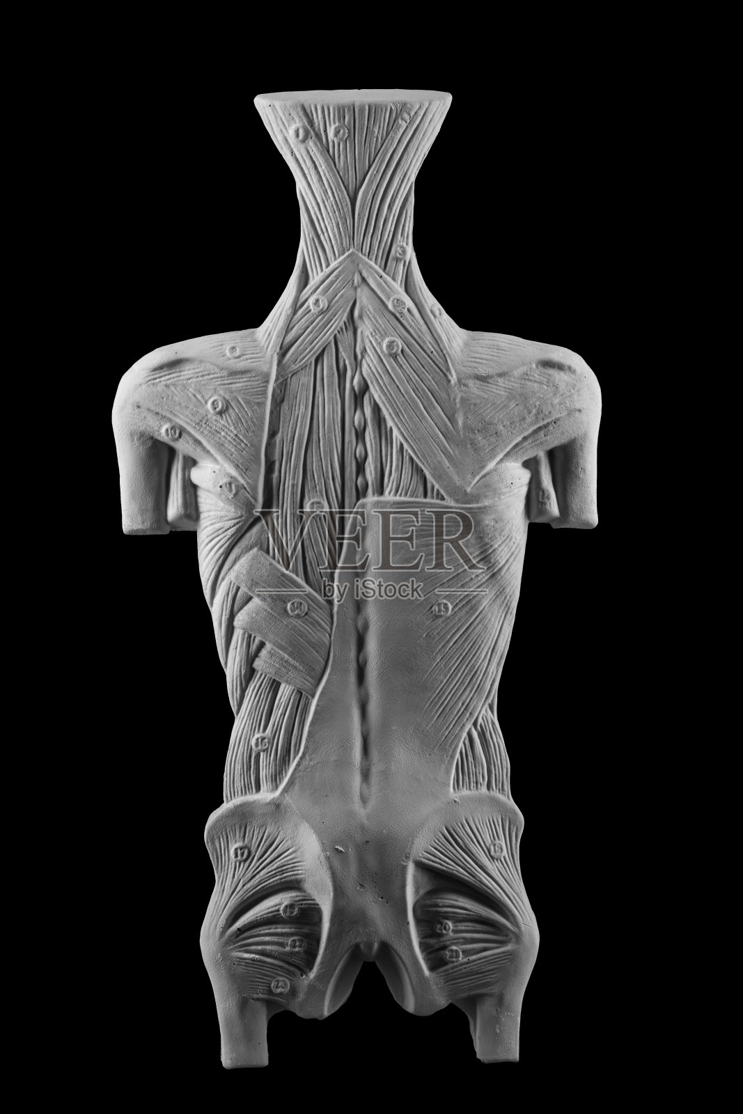 石膏面具人体肌肉模型照片摄影图片