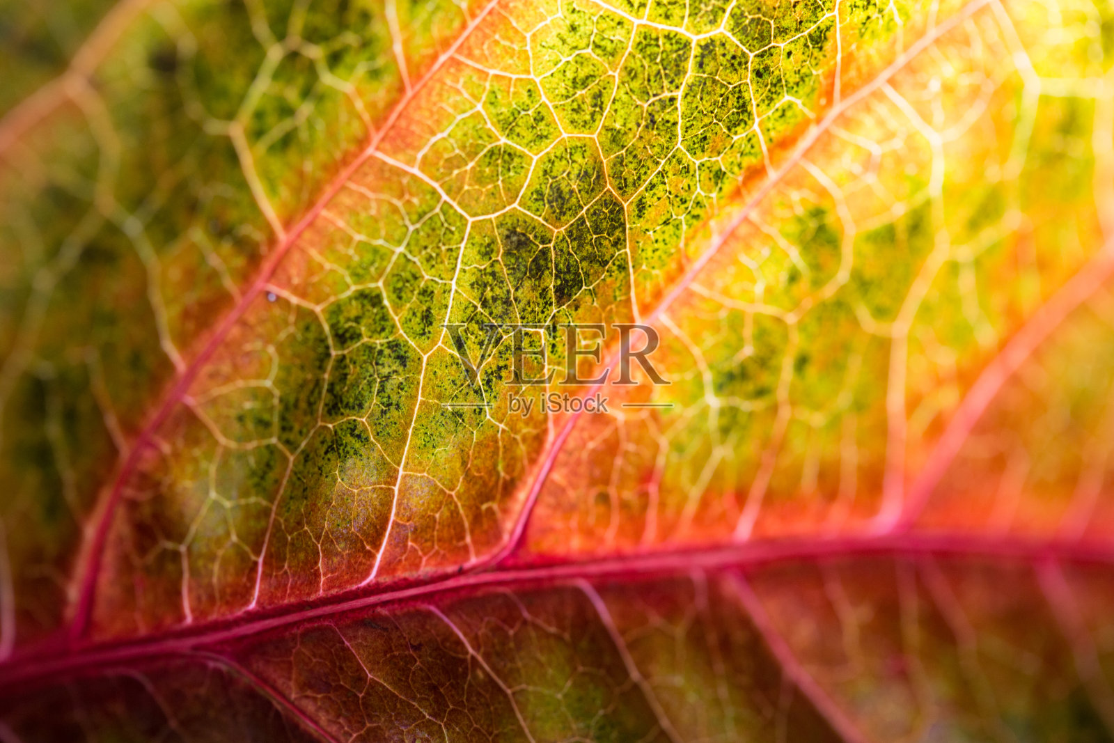 落叶的秋色照片摄影图片