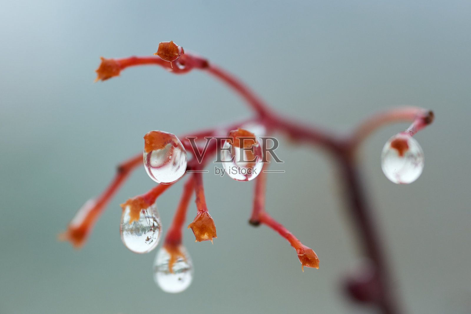 雨点落在白蜡树的树枝上。照片摄影图片