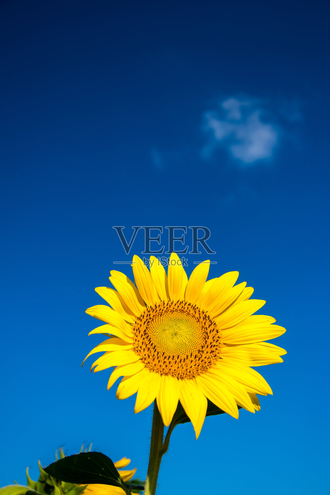 向日葵和蓝天照片摄影图片