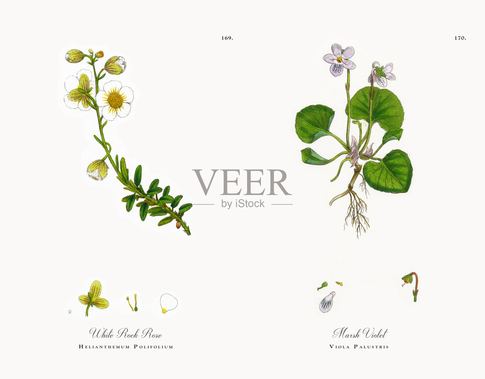 白岩玫瑰，向日葵，维多利亚植物学插图，1863年设计元素图片