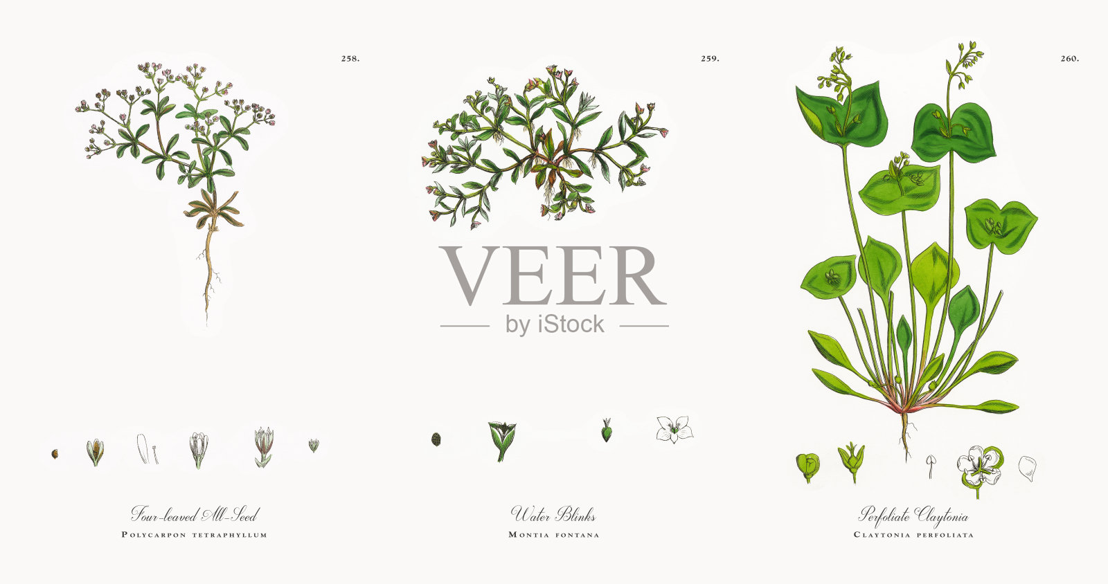 四叶全种子，Polycarpon tetraphyllum，维多利亚植物学插图，1863年插画图片素材