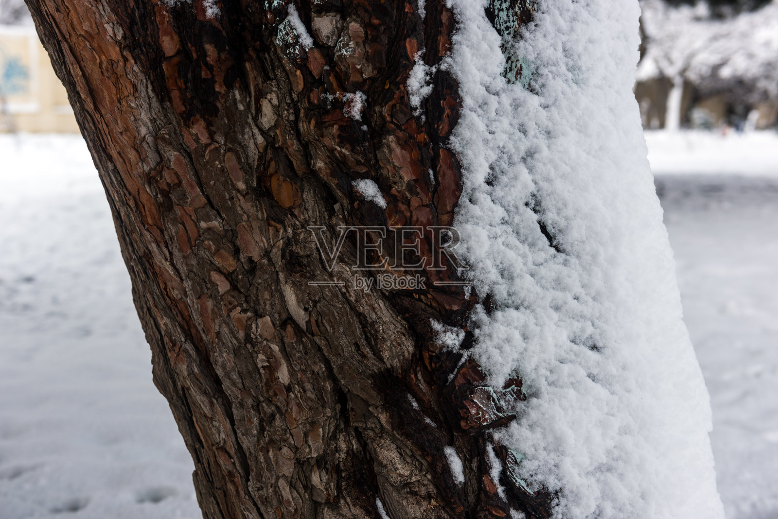 冬天树上的图案，被雪覆盖的树木照片摄影图片