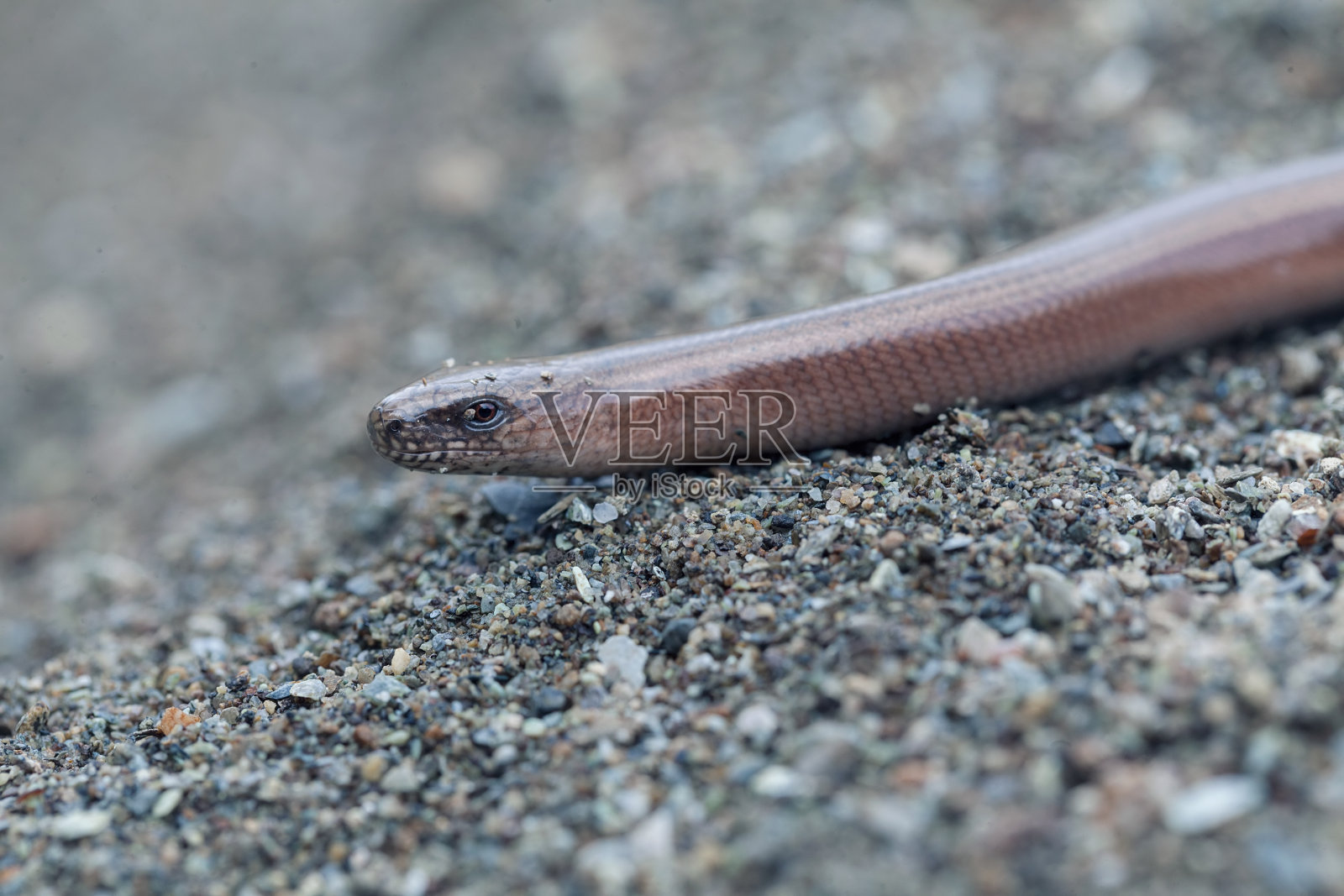 无足蜥蜴照片摄影图片