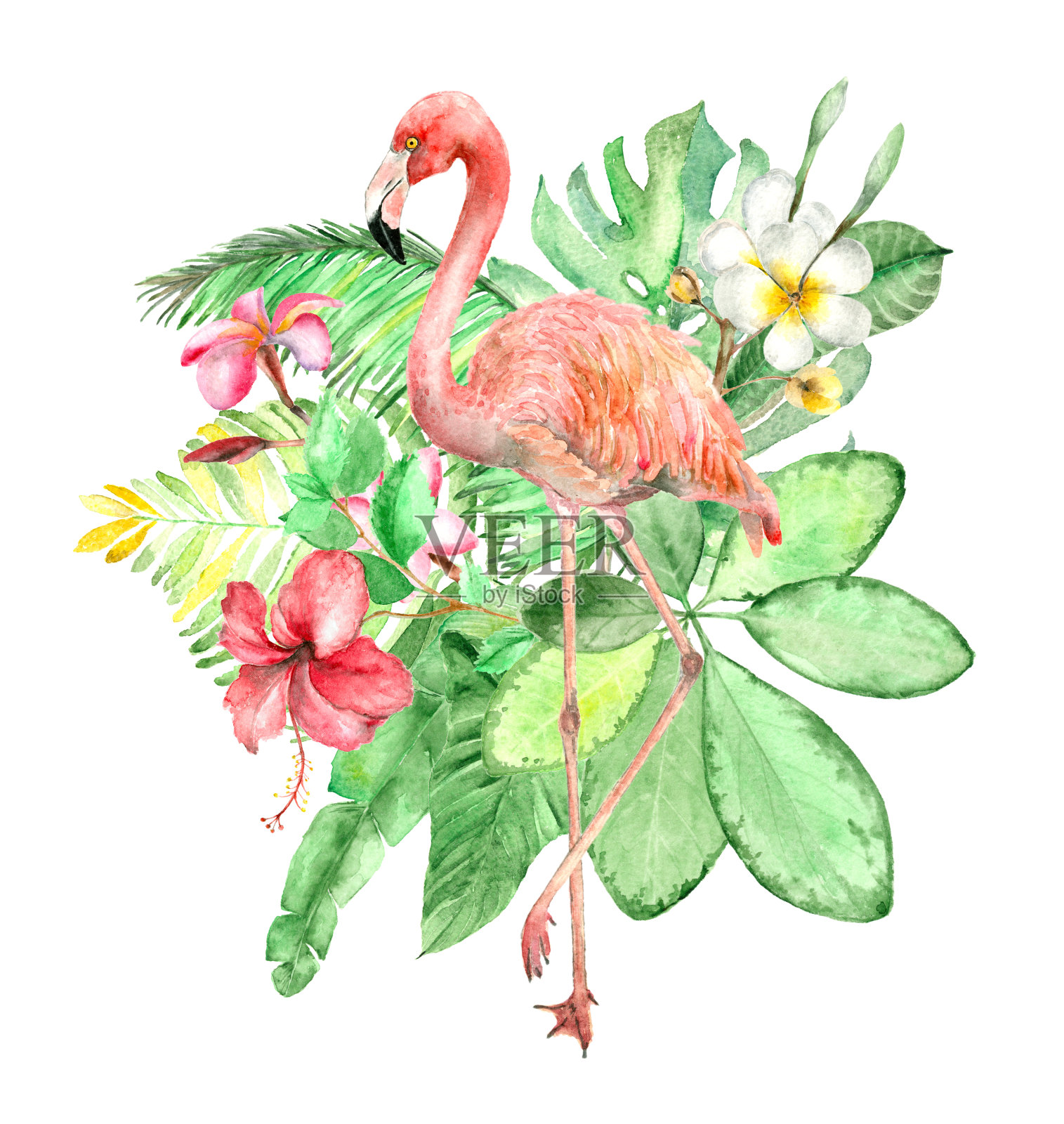 热带水彩花束插画图片素材