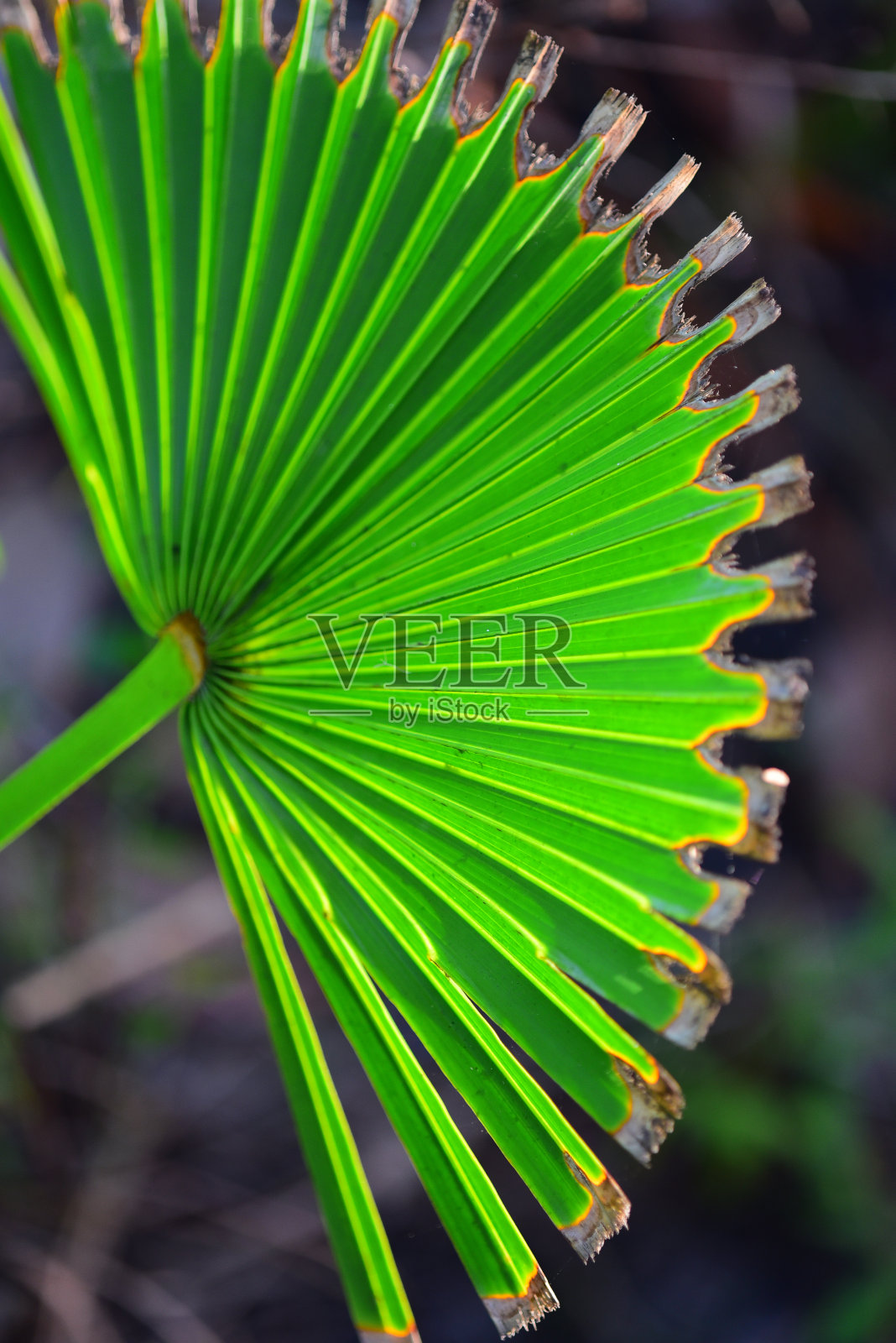 在烧焦的棕榈叶上，傍晚的光线投射出阴影照片摄影图片