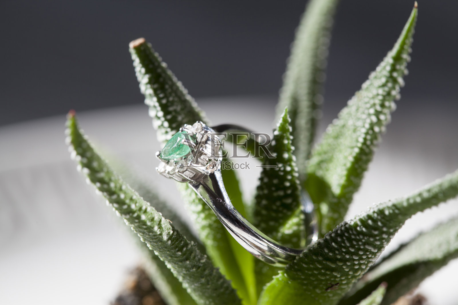 翡翠戒指和仙人掌照片摄影图片