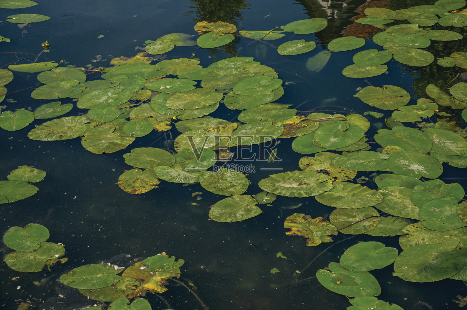 在Weesp的一个阳光明媚的日子里，运河里有水生植物。照片摄影图片