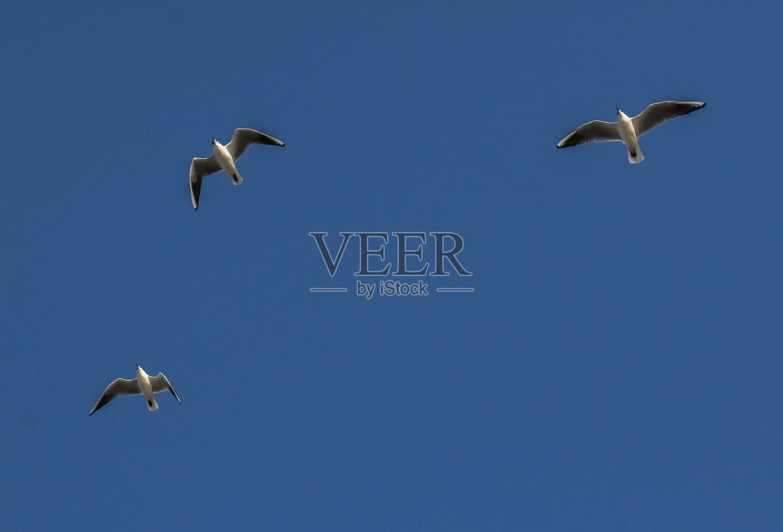 蓝天中的飞翔海鸥照片摄影图片