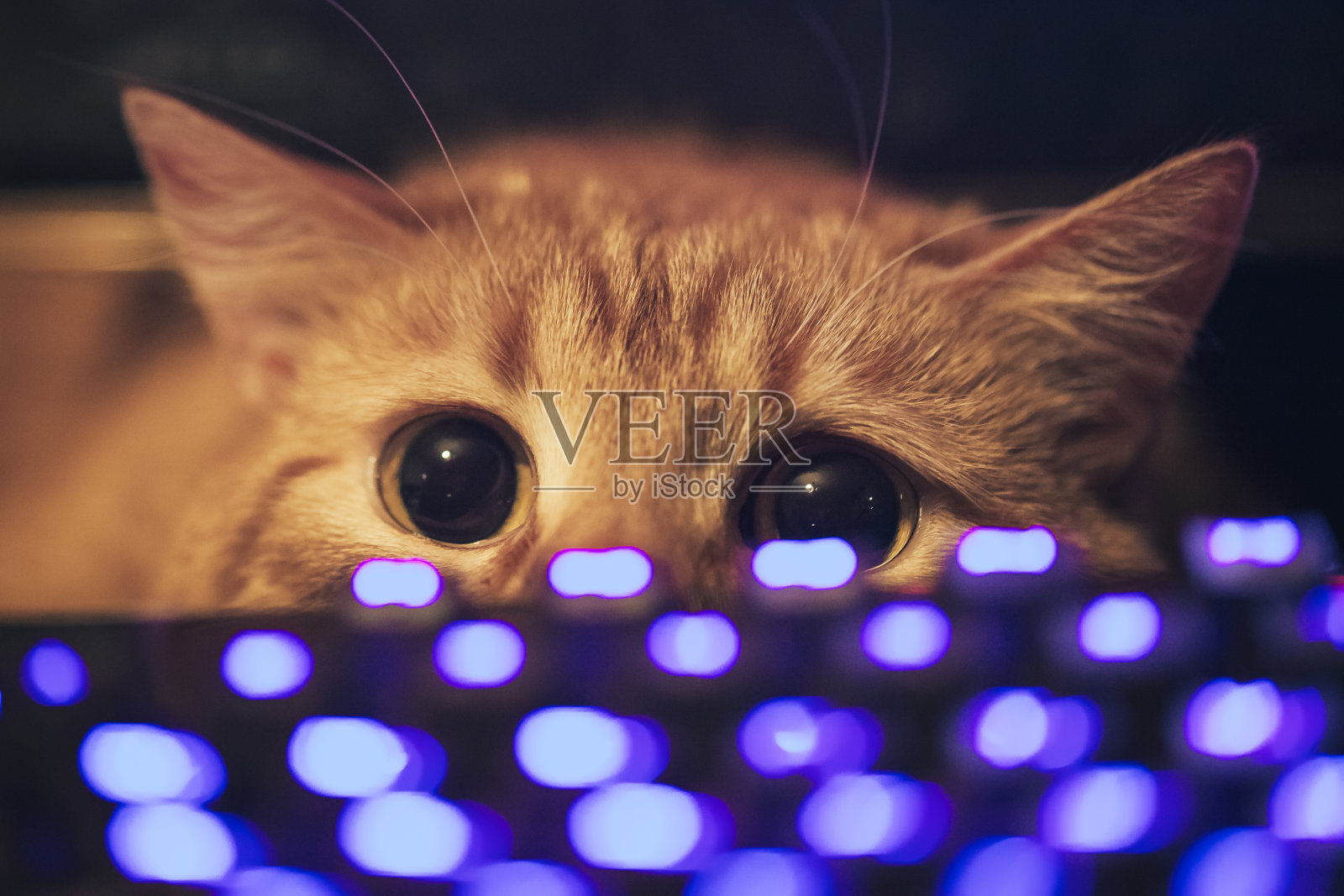 猫靠近电脑键盘照片摄影图片