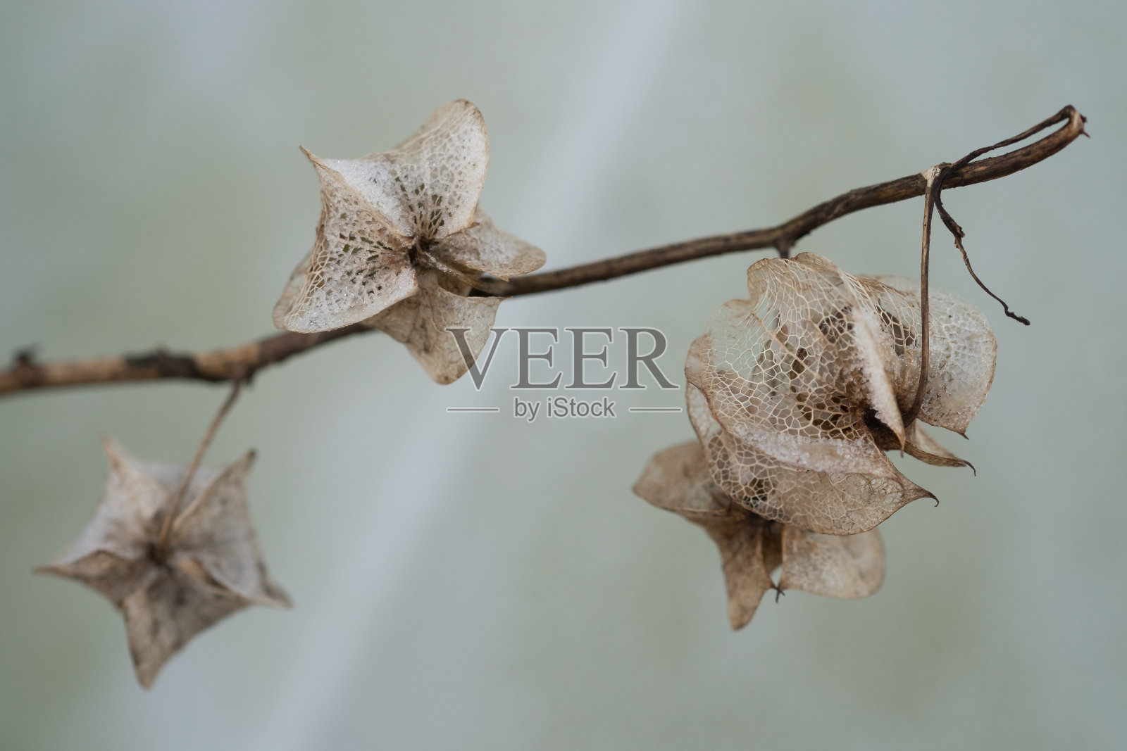 秘鲁的苹果照片摄影图片