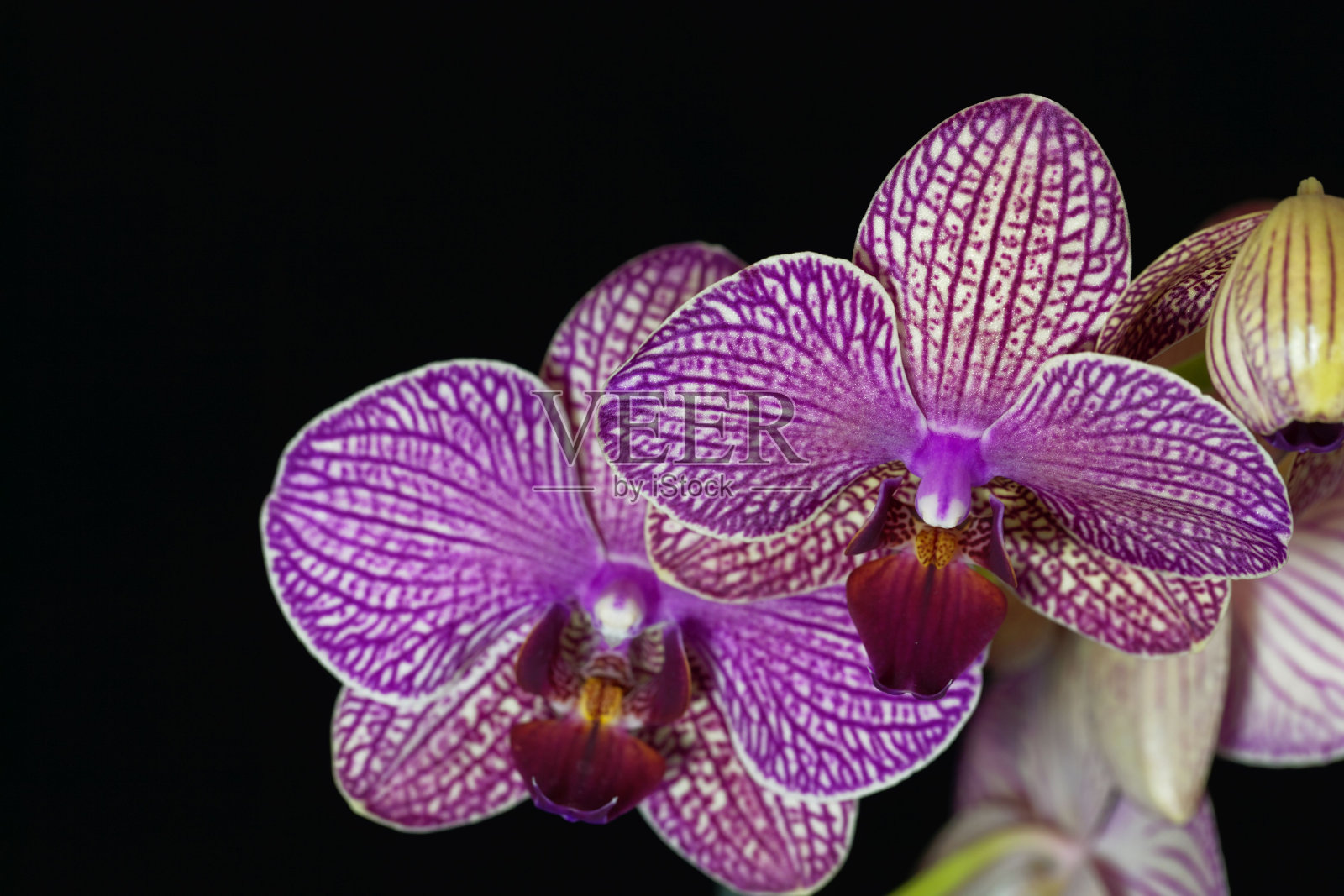 一种紫色和白色蝴蝶兰的花照片摄影图片