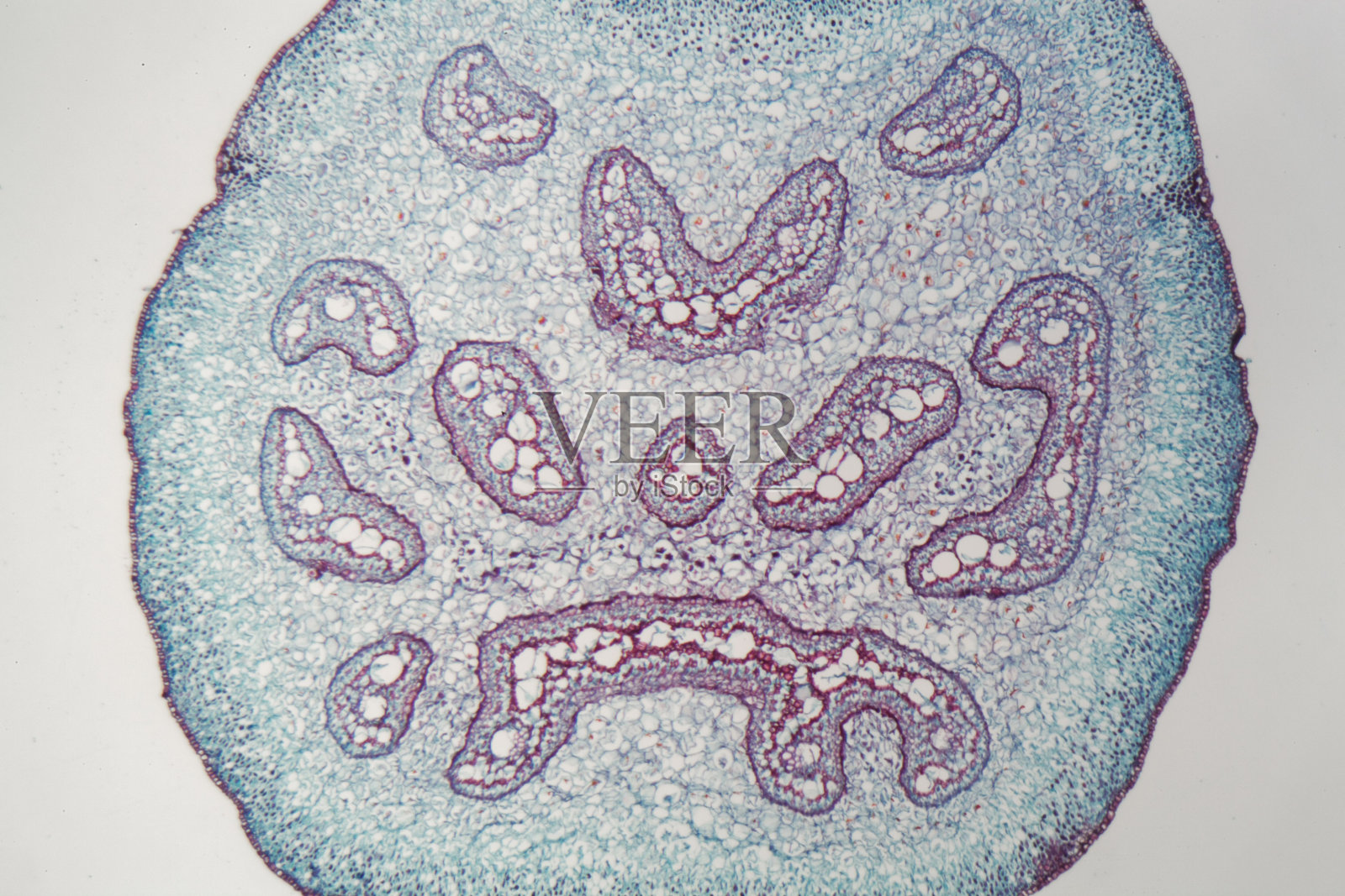 显微镜下的蕨类茎照片摄影图片