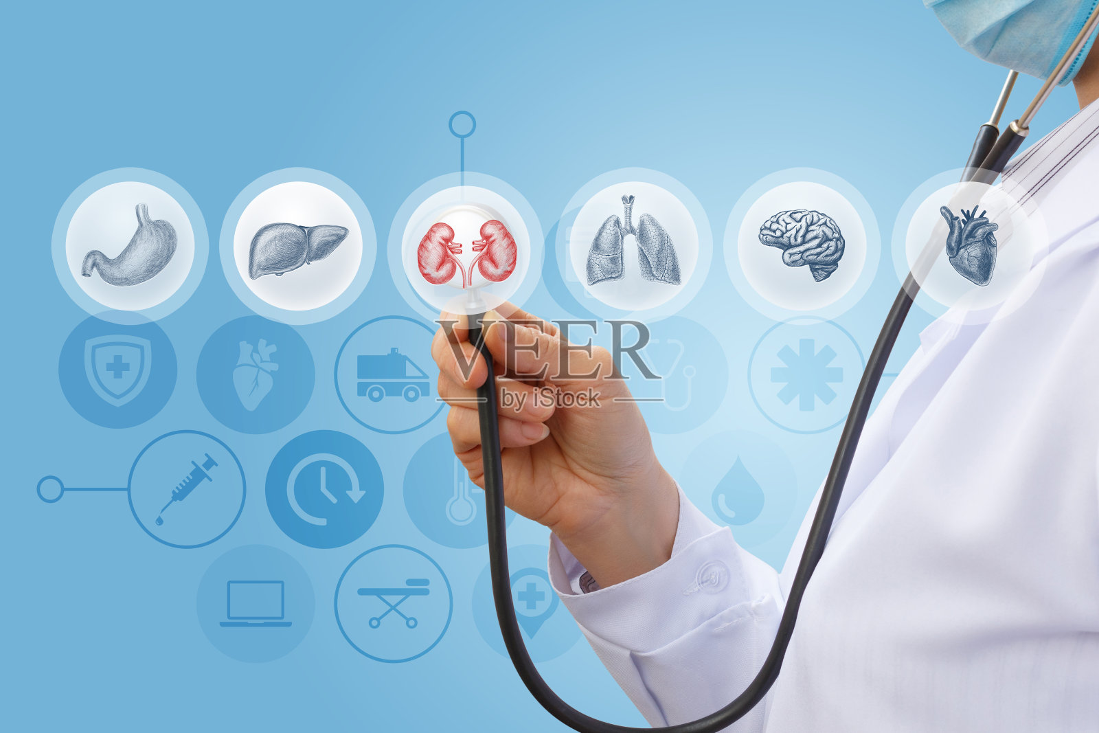 医生为人类肾脏的诊断选择。照片摄影图片