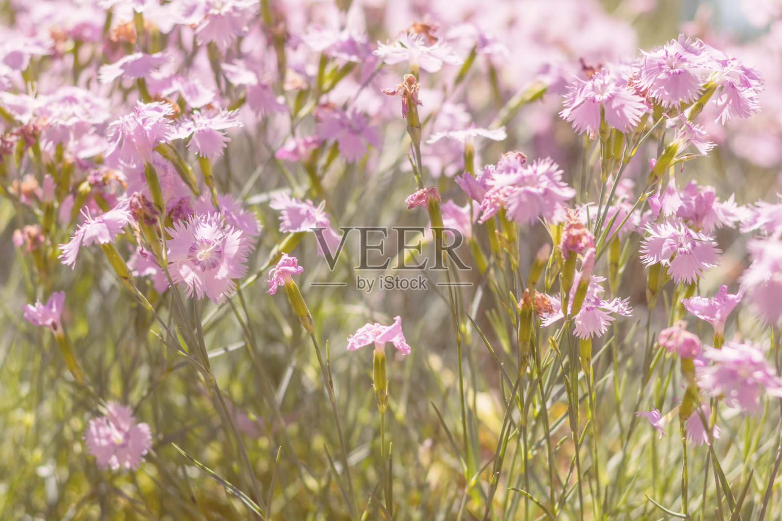 在一个阳光明媚的夏日里，田野里盛开着温柔的粉红色丁香。美丽的夏天的背景。照片摄影图片