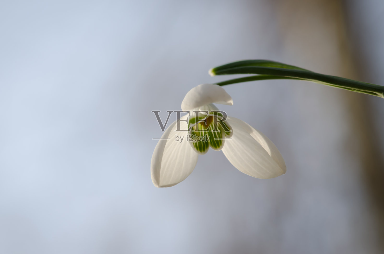 白色的雪花莲花照片摄影图片
