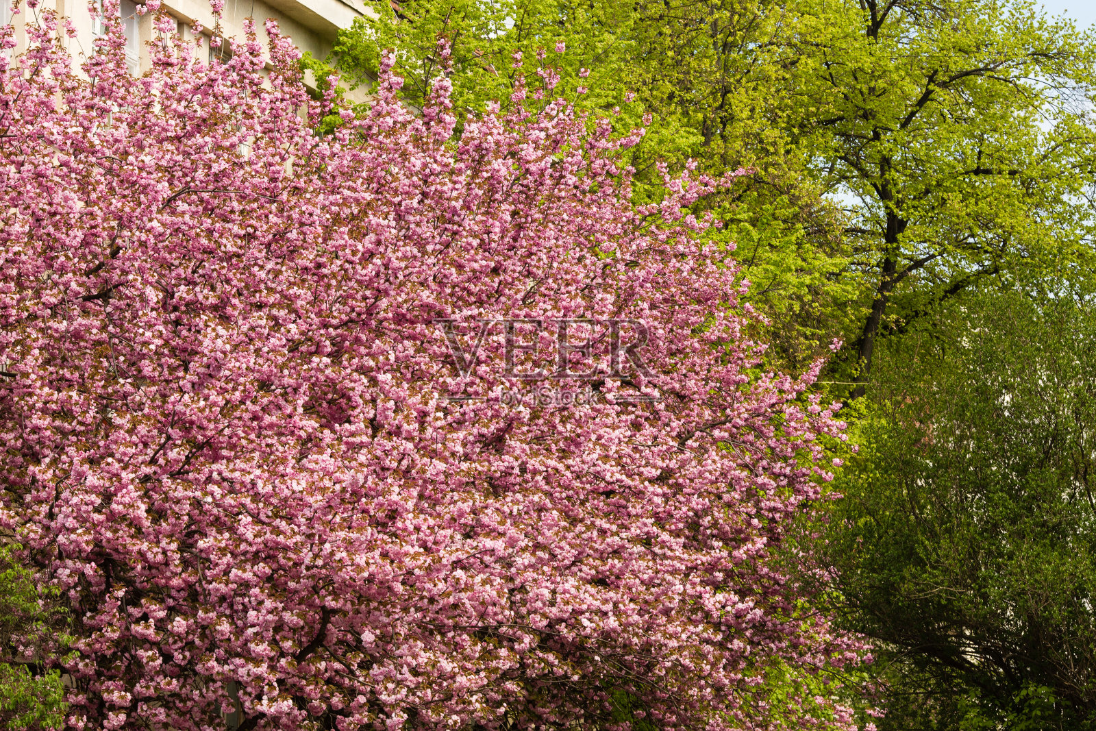 小樱。日本樱花照片摄影图片