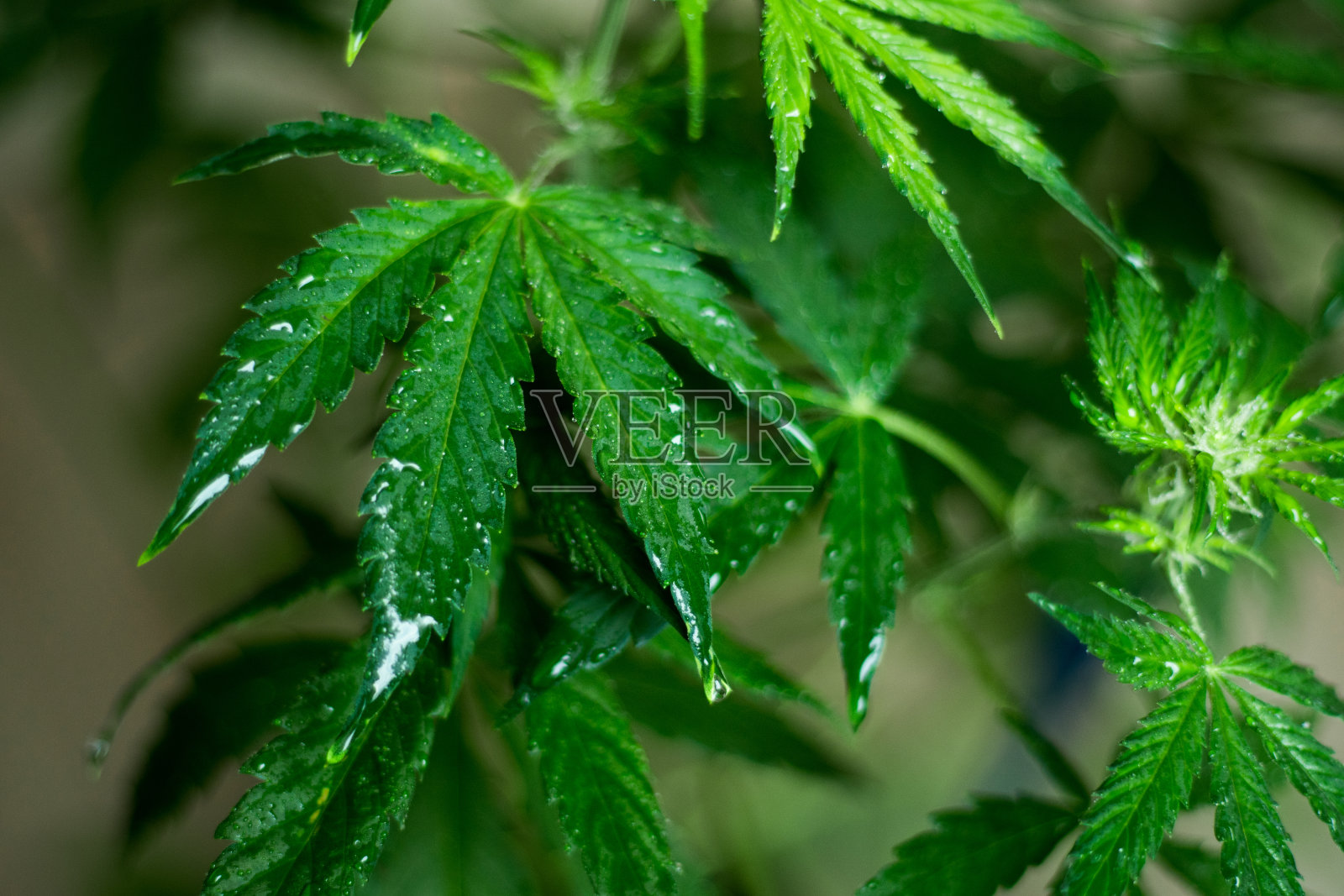 潮湿的大麻叶子反光照片摄影图片