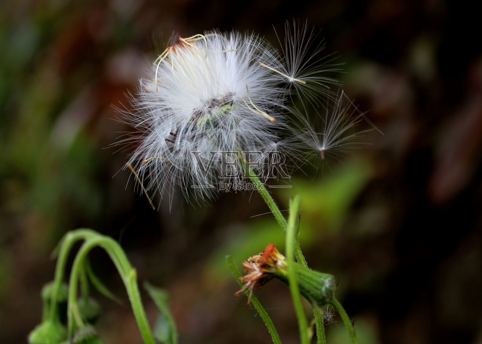 近距离-宏观视图的铁草- vernonia cinerea - monarakudumbiya杂草在家庭花园在斯里兰卡照片摄影图片