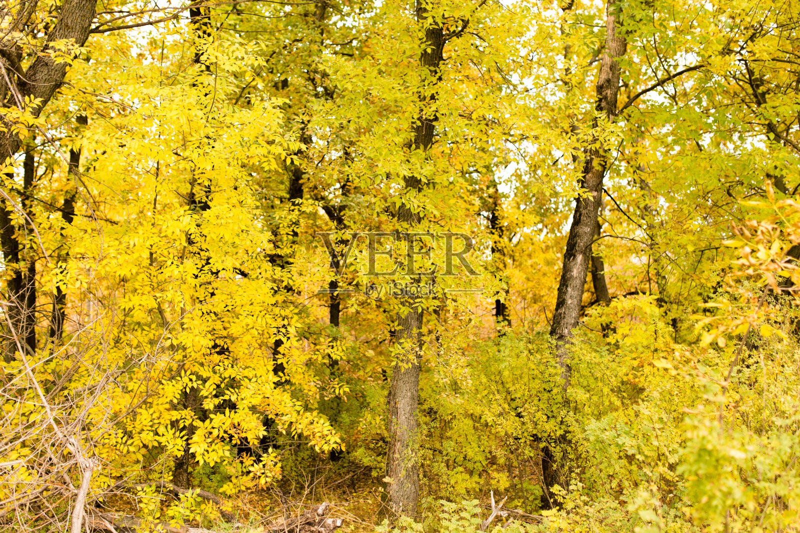 秋天树上美丽的叶子照片摄影图片