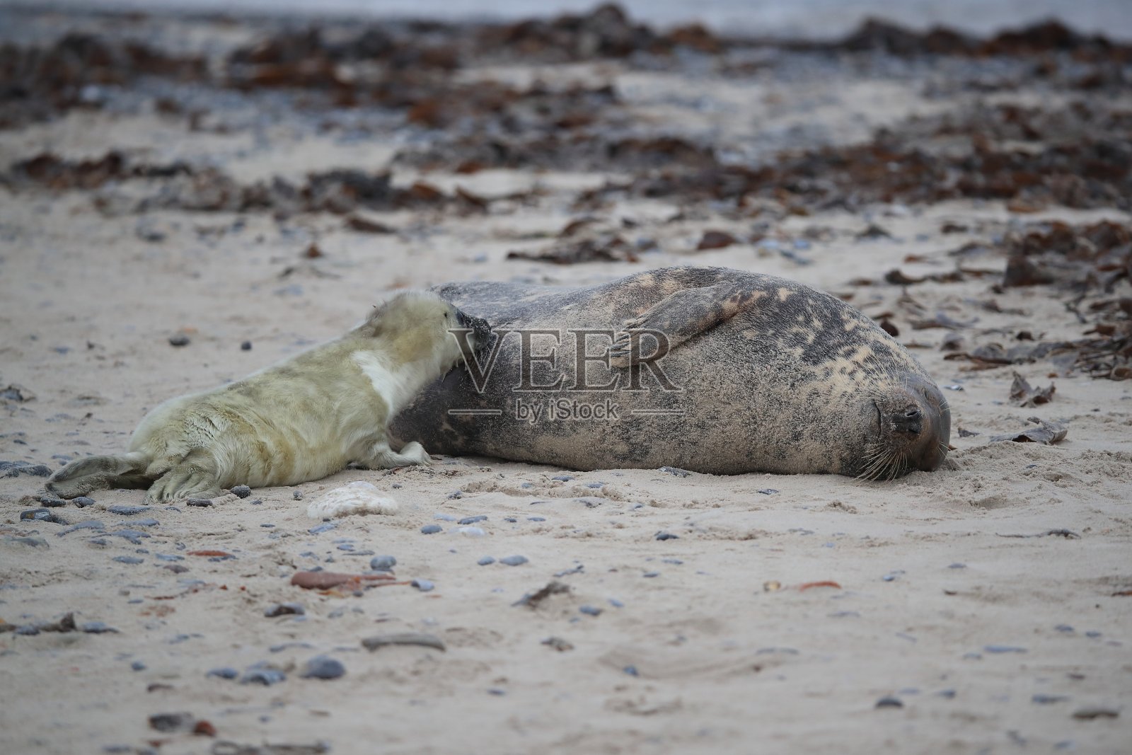 黑尔戈兰岛，石勒苏益格-荷尔斯泰因，德国，欧洲照片摄影图片