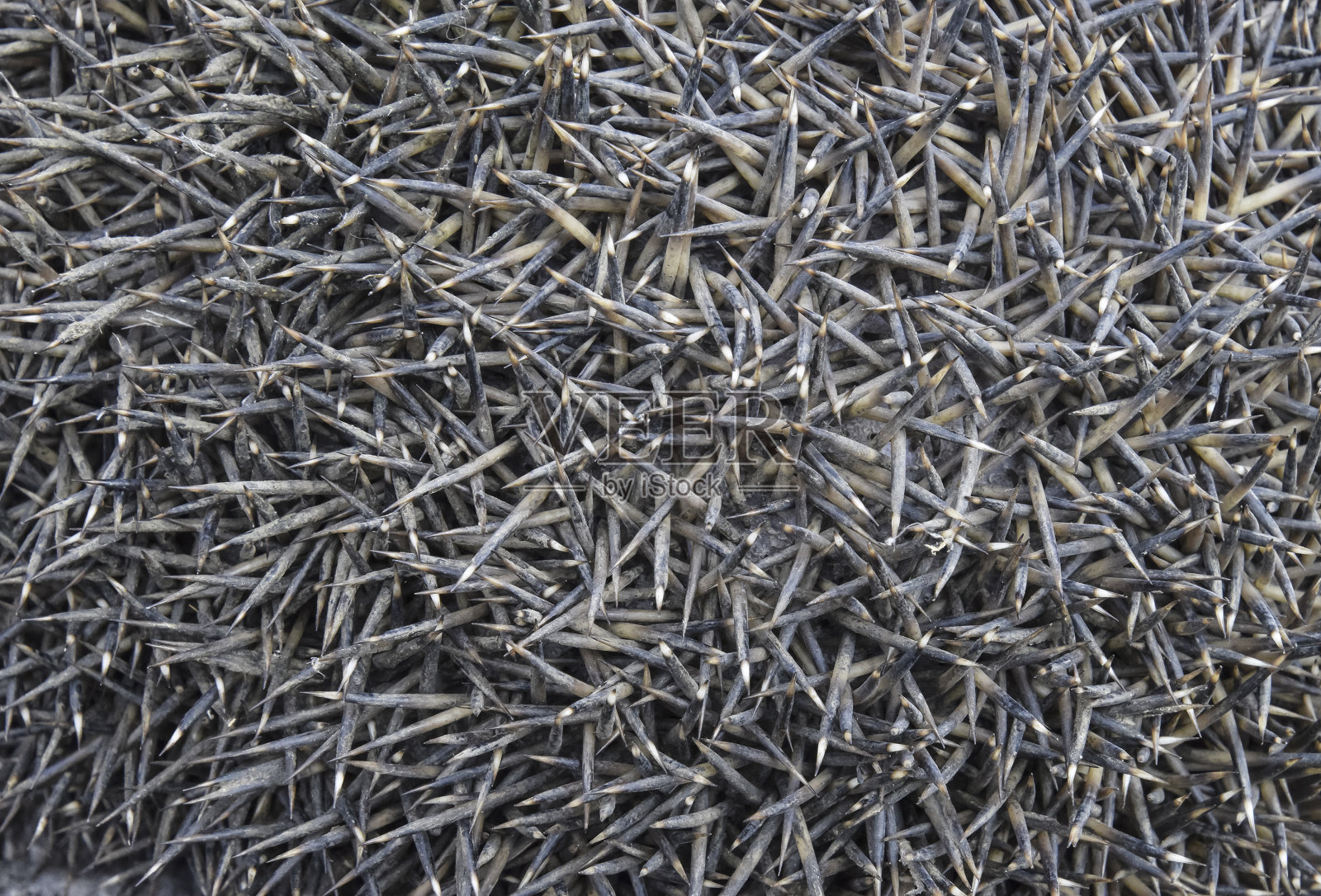 纹理刺猬针。刺猬背的表面照片摄影图片