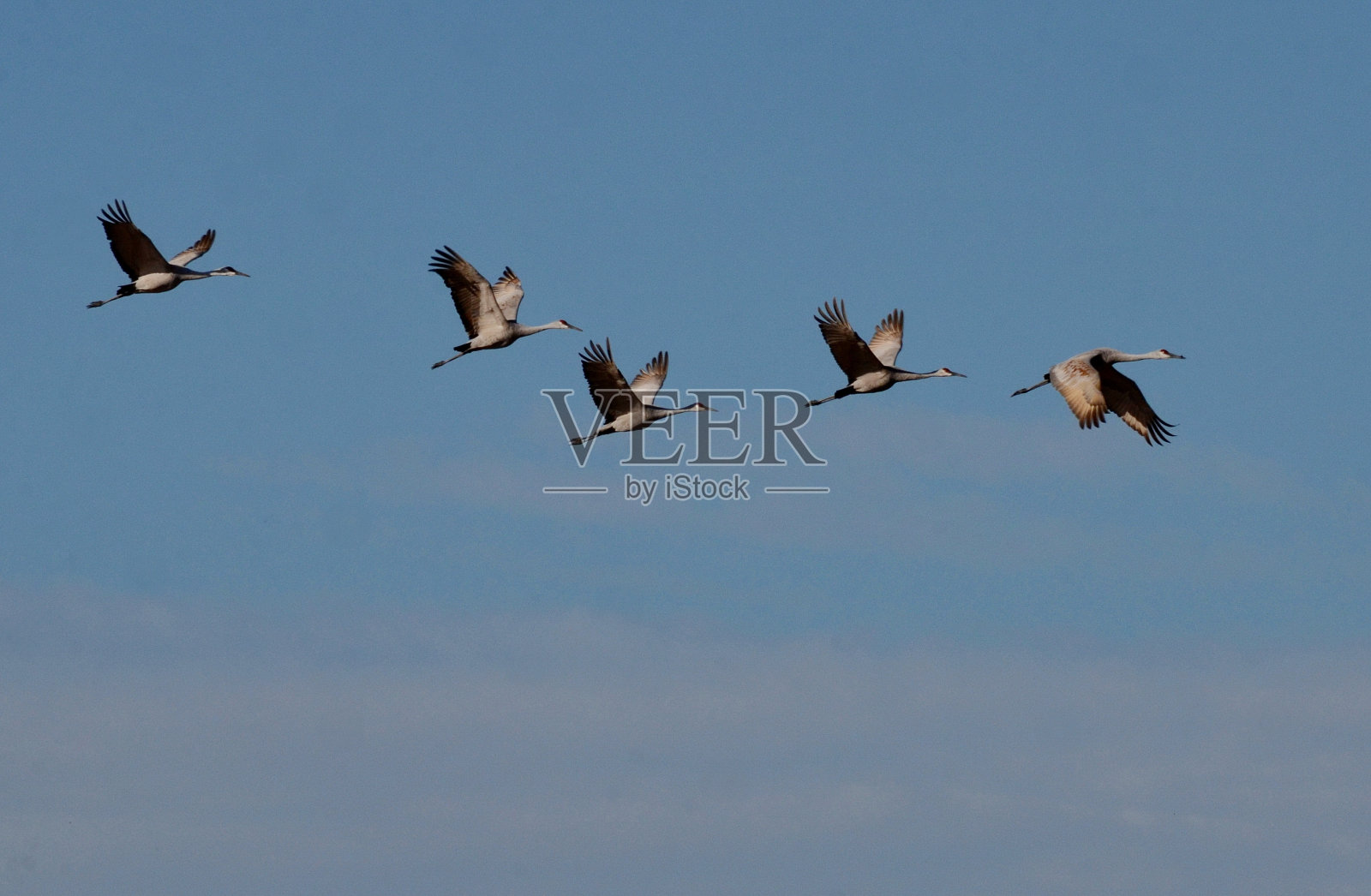加拿大安大略省坎布雷附近的沙丘鹤照片摄影图片